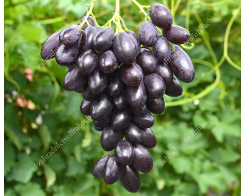 KATALONIA Disease Resistant Table Grape Vine