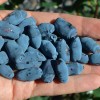 Zemolez (Lonicera caerulea) AURORA®