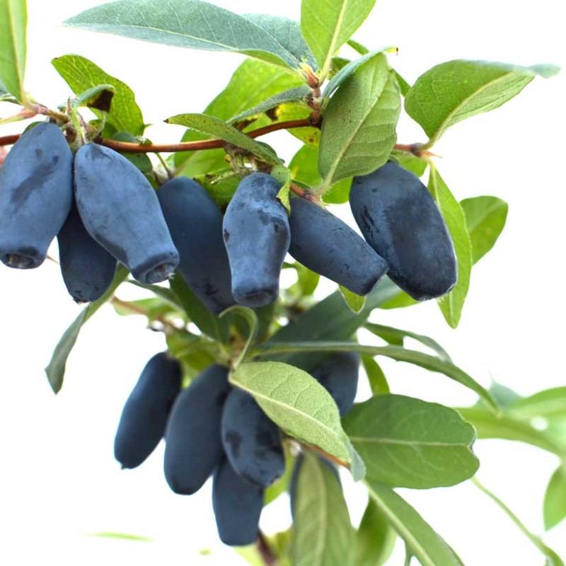 Zemolez (Lonicera caerulea) BAKČARSKIJ VELIKAN®