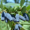 Zemolez (Lonicera caerulea) DOČ VELIKANA®