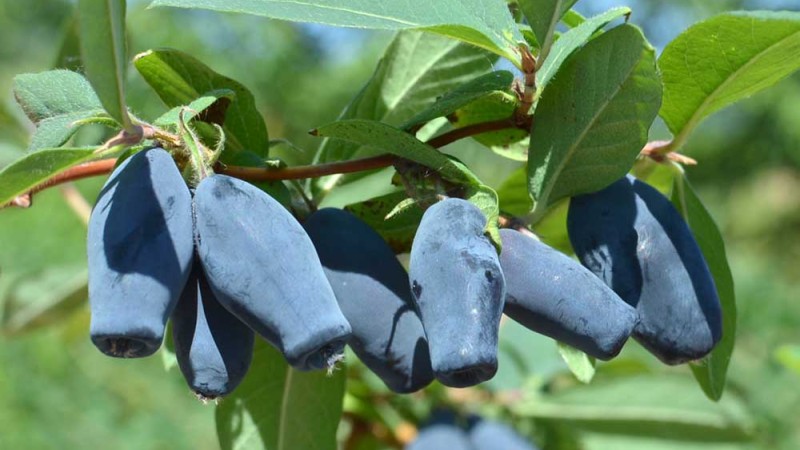 Haskap breeding at the university of Saskatchewan
