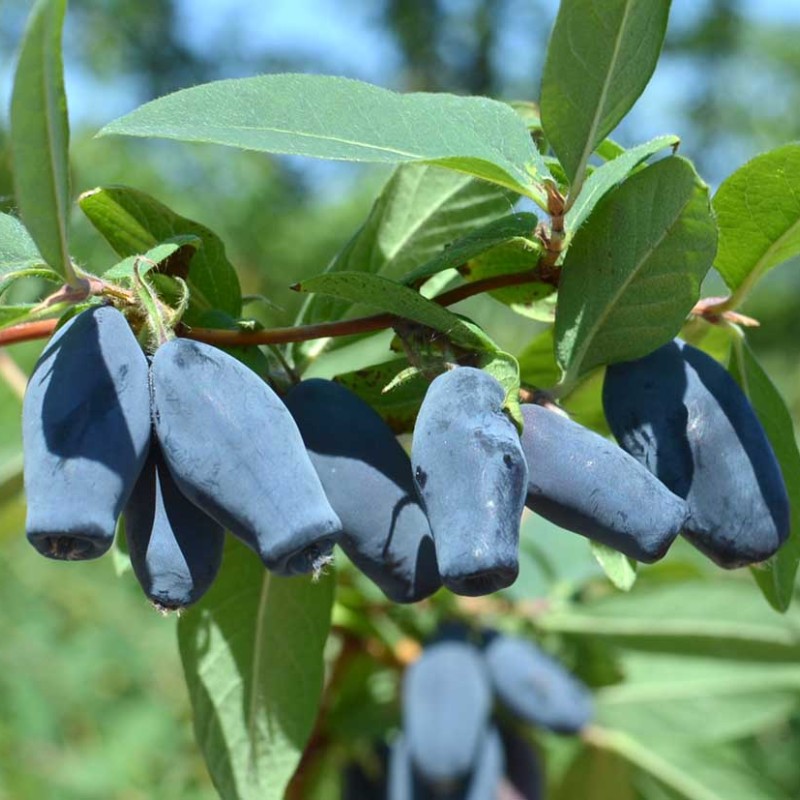 Zemolez (Lonicera caerulea) DOČ VELIKANA®