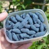 Zemolez (Lonicera caerulea) DOČ VELIKANA®
