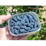 Blaubeere (Lonicera caerulea) DOTSCH VELIKANA®