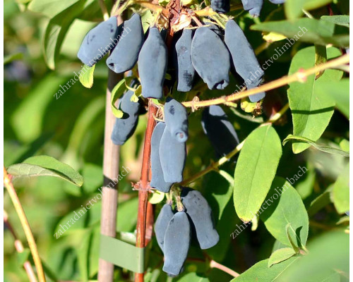 Blaubeere (Lonicera caerulea) GORDOST BAKTSCHARA®