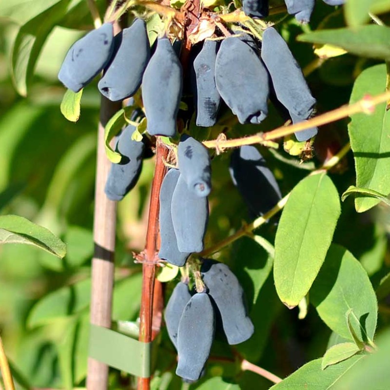 Zemolez (Lonicera caerulea) GORDOSŤ BAKČARA®