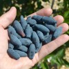 Zemolez (Lonicera caerulea) VOSTORG®