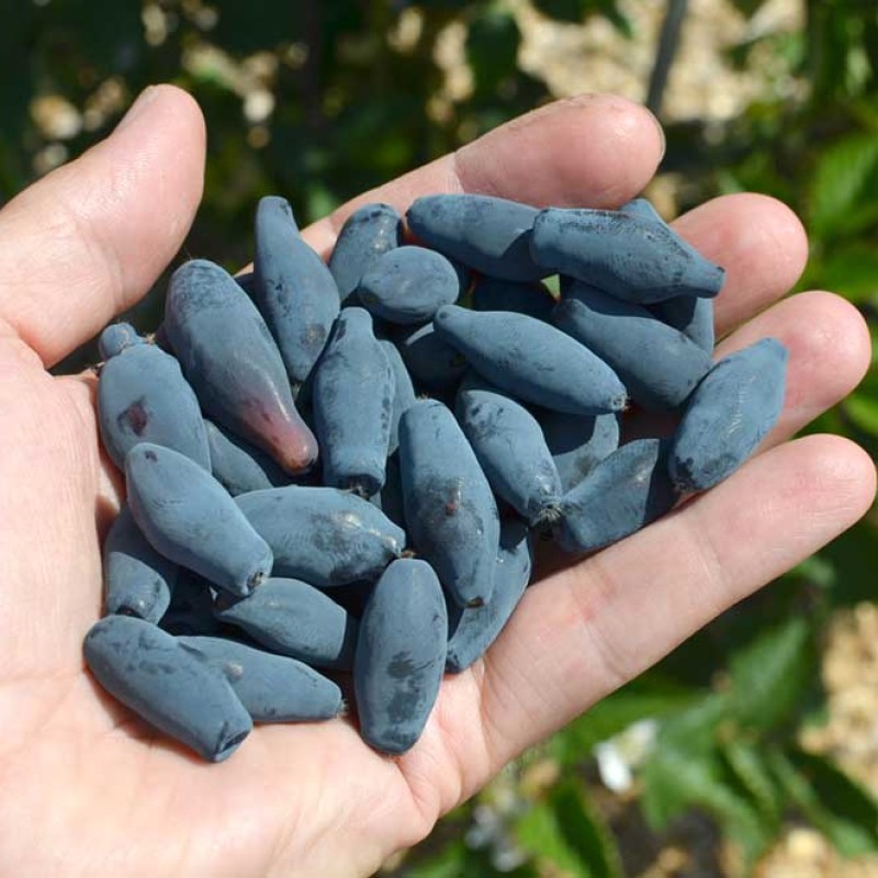 Zemolez (Lonicera caerulea) VOSTORG®