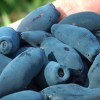 Zemolez (Lonicera caerulea) VOSTORG®
